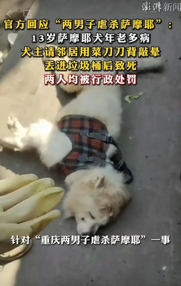 男子嫌13岁萨摩耶年老多病，邀邻居一起暴力处理后扔进垃圾桶